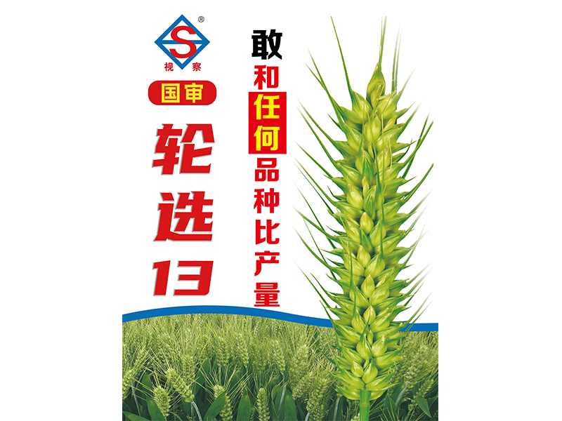 轮选13