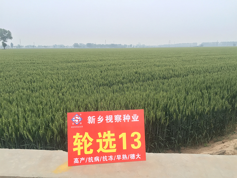 轮选13